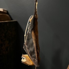 Half skeleton of a bat suspended under a globe: Cynopterus brachyotis