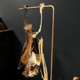 Half skeleton of a bat suspended under a globe: Cynopterus brachyotis