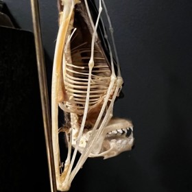 Half skeleton of a bat suspended under a globe: Cynopterus brachyotis