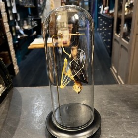 Half skeleton of a bat suspended under a globe: Cynopterus brachyotis