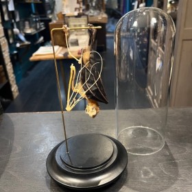 Half skeleton of a bat suspended under a globe: Cynopterus brachyotis