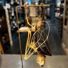 Half skeleton of a bat suspended under a globe: Cynopterus brachyotis