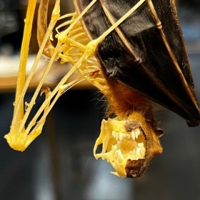 Half skeleton of a bat suspended under a globe: Cynopterus brachyotis