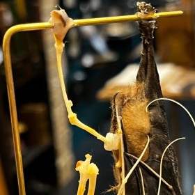 Half skeleton of a bat suspended under a globe: Cynopterus brachyotis