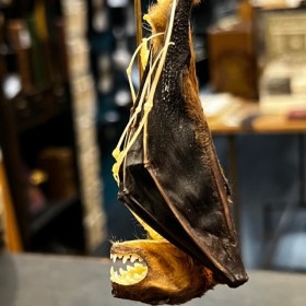 Half skeleton of a bat suspended under a globe: Cynopterus brachyotis