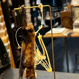 Demi squelette de Chauve-souris sous globe: Cynopterus brachyotis