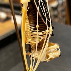 Demi squelette de Chauve-souris sous globe: Cynopterus brachyotis