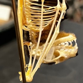 Half skeleton of a bat suspended under a globe: Cynopterus brachyotis