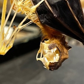 Demi squelette de Chauve-souris sous globe: Cynopterus brachyotis