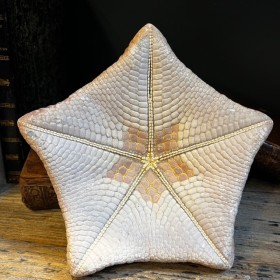 Spiny cushion star -...