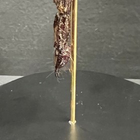 Scorpion Heterometrus cyaneus sous cloche