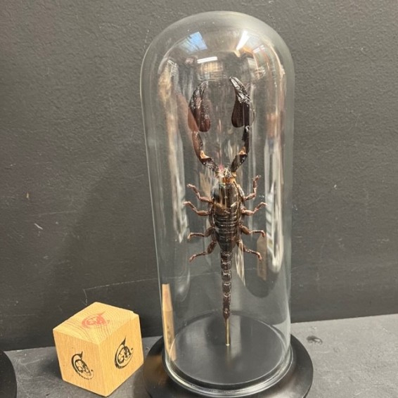 Scorpion Heterometrus cyaneus sous cloche Scorpion Heterometrus cyaneus sous cloche