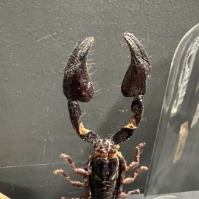 Scorpion Heterometrus cyaneus sous cloche