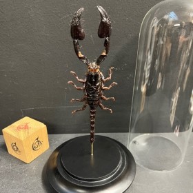 Scorpion Heterometrus cyaneus sous cloche