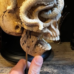 Crâne humain ancien médecine écorché anatomie Vanité machoire articulée 19è