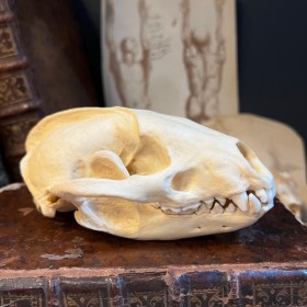 Badger Skull - Meles meles