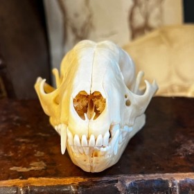 Racoon Skull - Procyon lotor