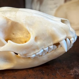 Crâne de Raton-laveur - Procyon lotor