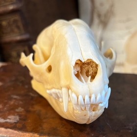 Crâne de Raton-laveur - Procyon lotor