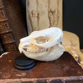 Crâne de Daman du Cap -...