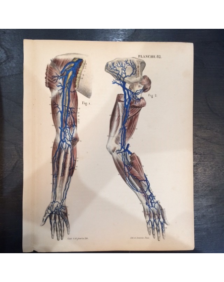 Anatomical study "Le corps de l'Homme"