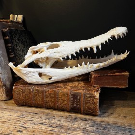 Siamese Crocodile skull -...