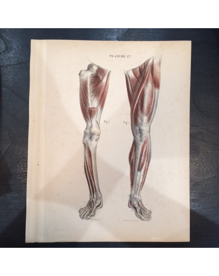 Etude anatomique "Le corps de l'Homme"