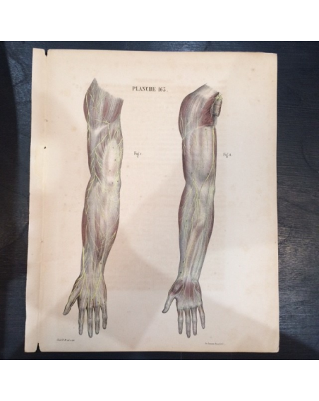 Etude anatomique "Le corps de l'Homme"