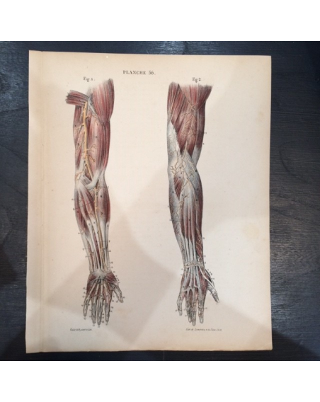 Anatomical study "Le corps de l'Homme"