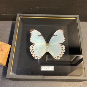 Morpho laertes - White...