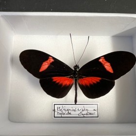 Papillon Heliconius Erato...