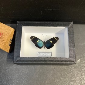 Entomological Box -...