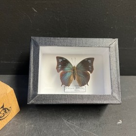 Entomological Box - Anaea...