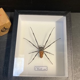 Araignée Néphile - Nephila...
