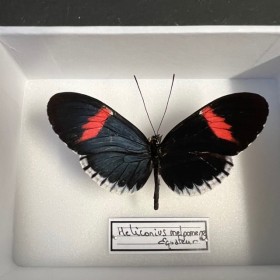Papillon Heliconius melpomene - Boite entomologique