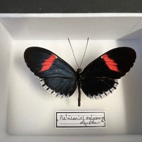 Papillon Heliconius...