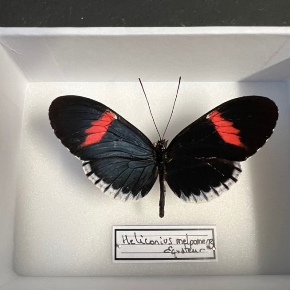 Papillon Heliconius melpomene - Boite entomologique