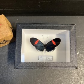 Papillon Heliconius melpomene - Boite entomologique