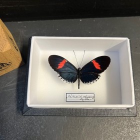 Papillon Heliconius melpomene - Boite entomologique
