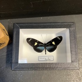 Papillon Heliconius Doris...