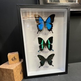 Papillons Papilio d'Asie -...