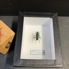 Entomological box - Scarab...
