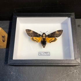 Entomological box-...
