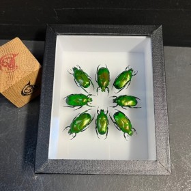 Composition de scarabées...