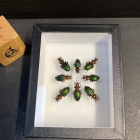 Composition de scarabées...