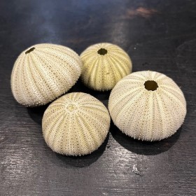 North-East Atlantic Green Sea Urchin