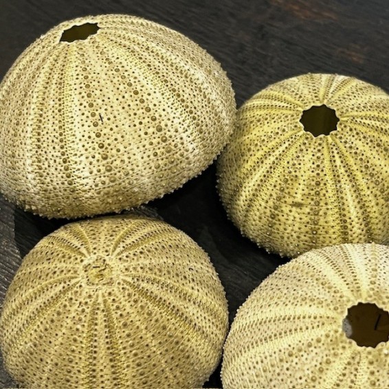 North-East Atlantic Green Sea Urchin