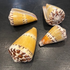 Conus Capitaneus shell