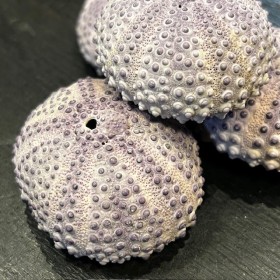 Sea Urchin Colobocentrotus...