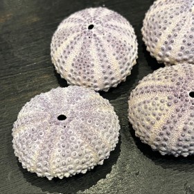 Test d'oursin Colobocentrotus atratus - Oursin Tortue